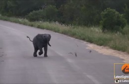 Baby elephant-Kruger sightings