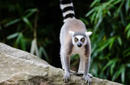 Madagascar- wildlife-Mathias Appel-CC-0-via Flickr - 1024 x 678