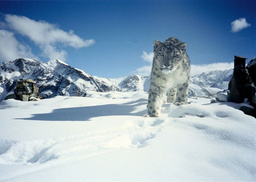 At Hemis National Park. India. Photo: Snow Leopard Conservancy/Jammu Kashmir Wildlife Protection Department via Wikimedia Commons