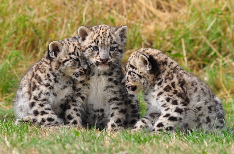 Snow cubs Dingopup CC BY-SA 3.0 via Wikimedia Commons