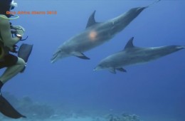 Video screencap-Dolphins & Divers-DiveAfricaSharm