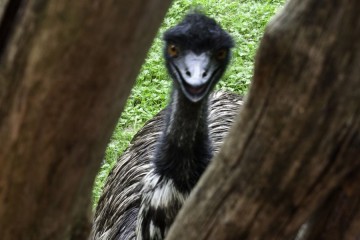 Belgium-Planckendael Zoo-strange bird1-Eric Dickerson - 1024 x 600