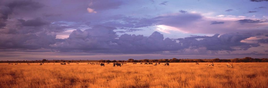 Central Kalahari game reserve