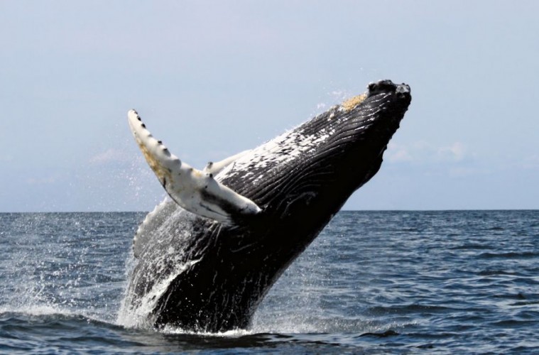 Humpback stellwagen-by Whit Welles Wwelles14-CC BY 3.0 via Commons