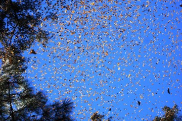 Mexico-Michoacàn-Monarch migration-Luna sin estrellas-CC 2.0 via Flickr - 1024 x 683