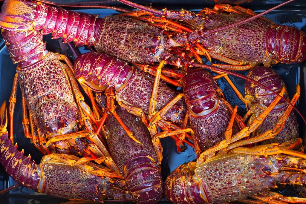 New Zealand Crayfish. 