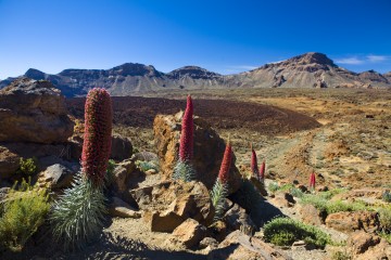 Teide National Park: All images: Tenerife Tourism Corporation