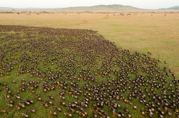 Wildebeest Migration in Serengeti, Tanzania. Photo: Daniel Rosengren/ CC BY 4.0 via Wikimedia Commons