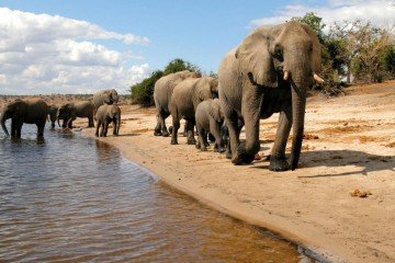 Chobe national park, Botswana Top 100 Sustainable Destinations