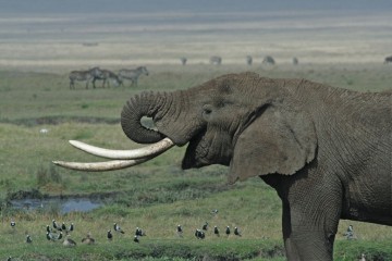 Tanzanian Elephant by Schuyler Shepherd CC BY 2.5 via Commons - 1024 x 682