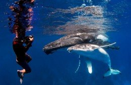 Tonga Humpback Whales