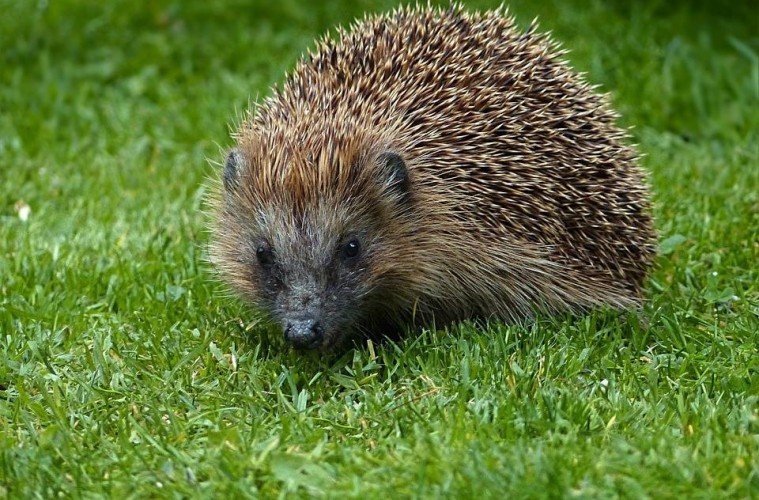 hedgehog