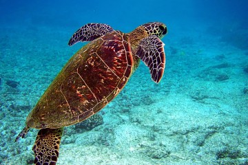 sea turtle
