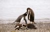 Best of 2016: Chile Penguins