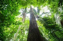 Forest next to the Tapajós river, in Sawré Muybu Indigenous Land, home to the Munduruku people, Pará state, Brazil. Brazilian Government plans to build 43 dams in the Tapajós river basin. The largest planned dam, São Luiz do Tapajós, will impact the life of indigenous peoples and riverside communities. Mega-dams like these threaten the fragile biome of the Amazon, where rivers are fundamental to regeneration and distribution of plant species and the survival of local flora. Renewable energy, such as solar and wind, holds the key to Brazil’s energy future.
Floresta próxima ao Rio Tapajós, na região da Terra Indígena Sawré Muybu, do povo Munduruku, no Pará. O governo brasileiro planeja construir 43 hidrelétricas na bacia do Tapajós. A maior delas, São Luiz do Tapajós, terá impacto sobre a vida dos povos indígenas e comunidades ribeirinhas. Barragens como essas ameaçam o frágil bioma da Amazônia, onde os rios são fundamentais para a regeneração e distribuição de espécies vegetais e a sobrevivência da flora local. Energias renováveis, como solar e eólica, detêm a chave para o futuro energético do Brasil. Itaituba, Pará. 28/02/2016. Foto: Valdemir Cunha/Greenpeace.