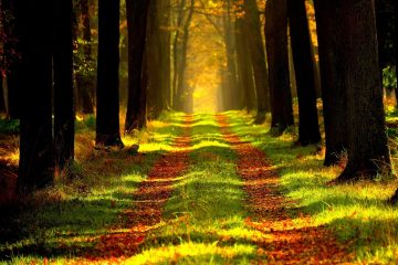 Immerse yourself in nature for ecotherapy