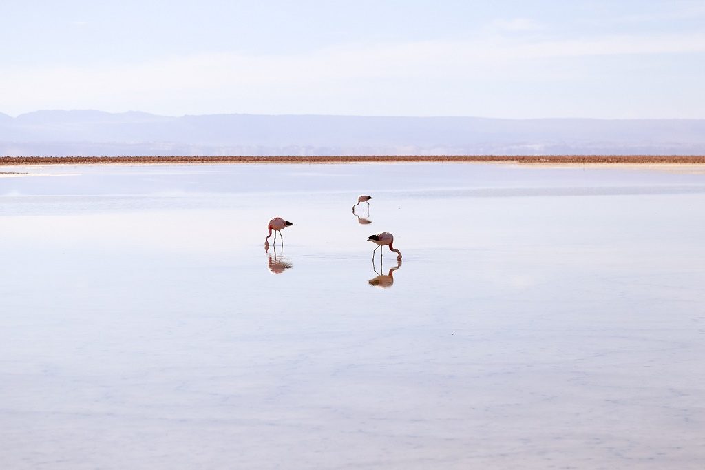 Chile flamingos in desert lagoons