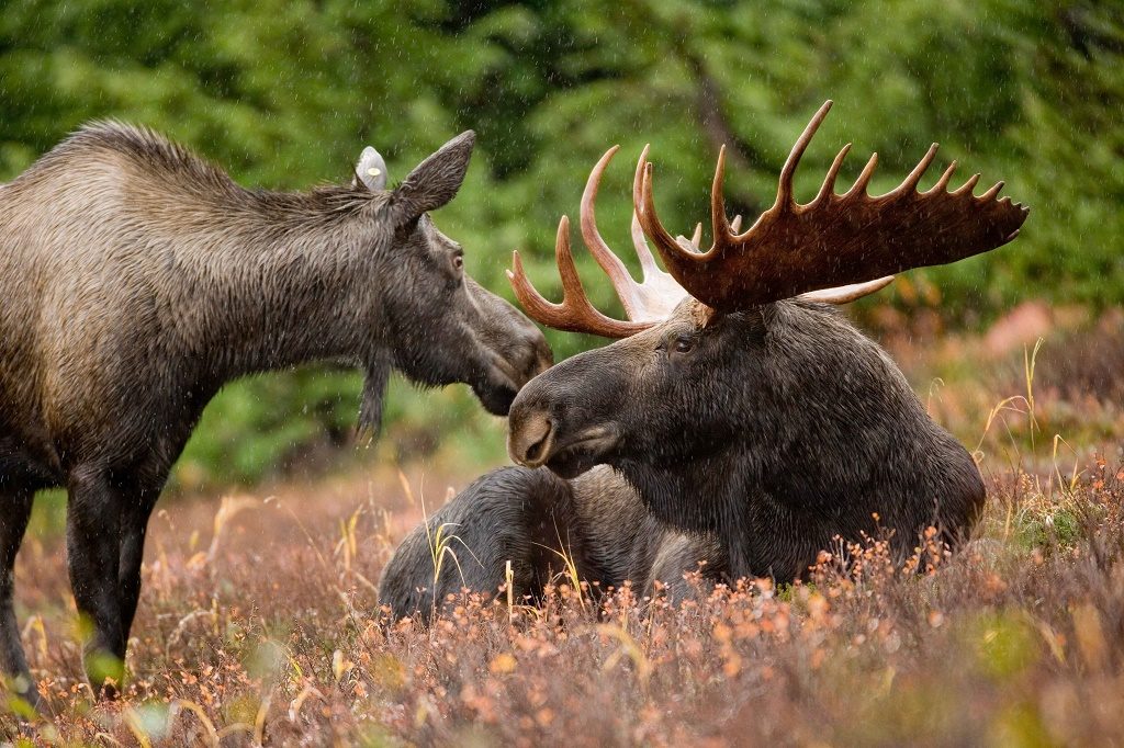 US Moose_animal_pair_bull_and_cow_moose