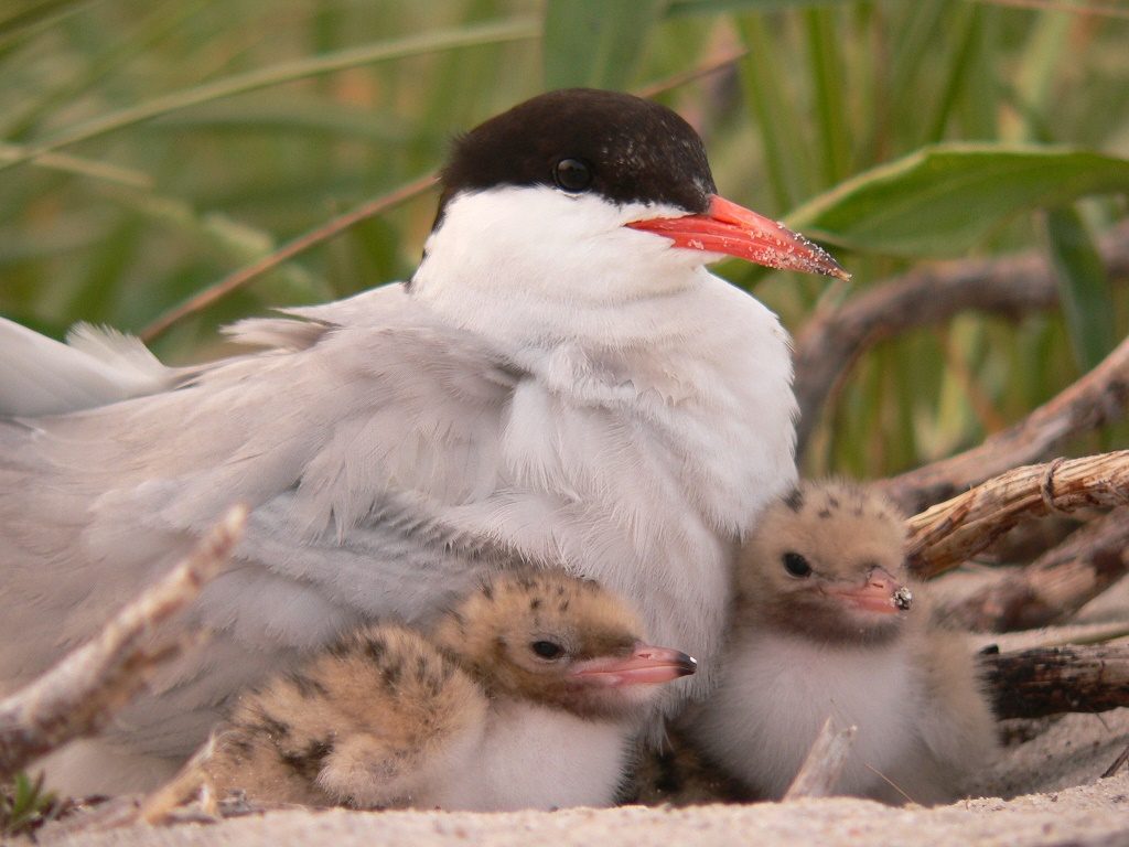 Common tern and chicks Monomoy National Wildlife Refuge. Credit: USFWS
