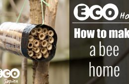 eco sapien bee home feature