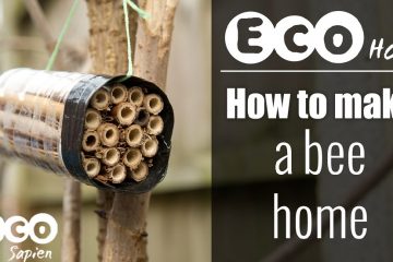 eco sapien bee home feature