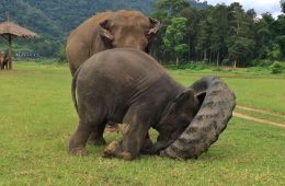 Yindee shows his Nanny, Ponsawan, how to lift the giant tire