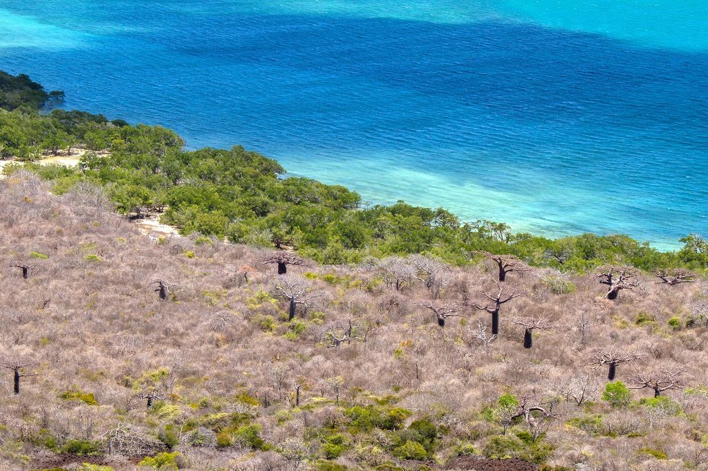 madagascar baobabs