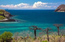 madagascar baobabs