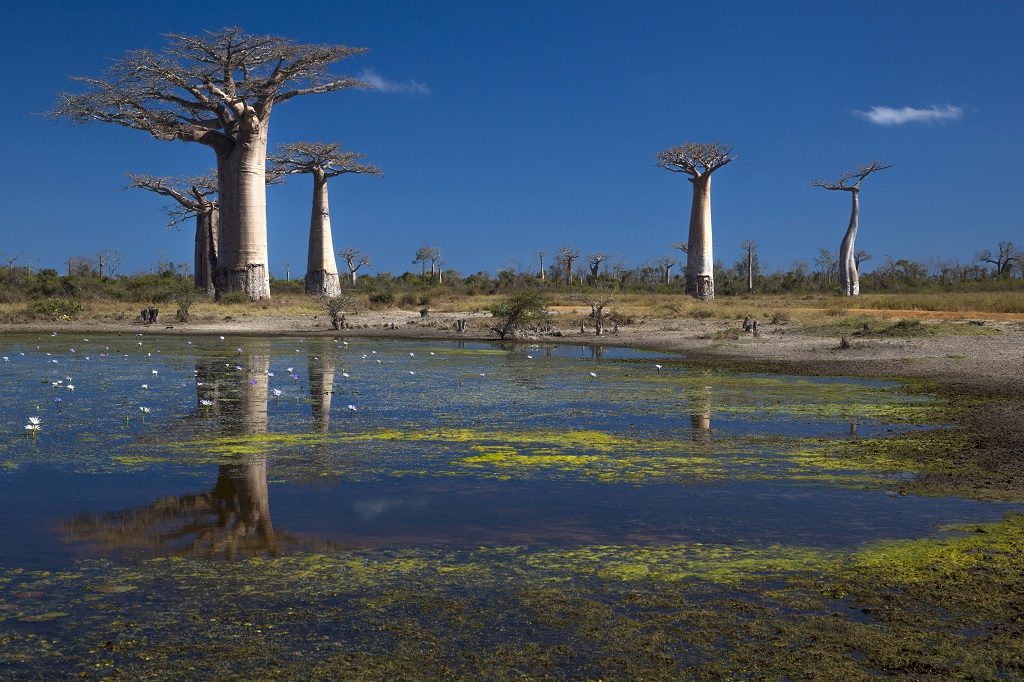 Madagascar Baobabs