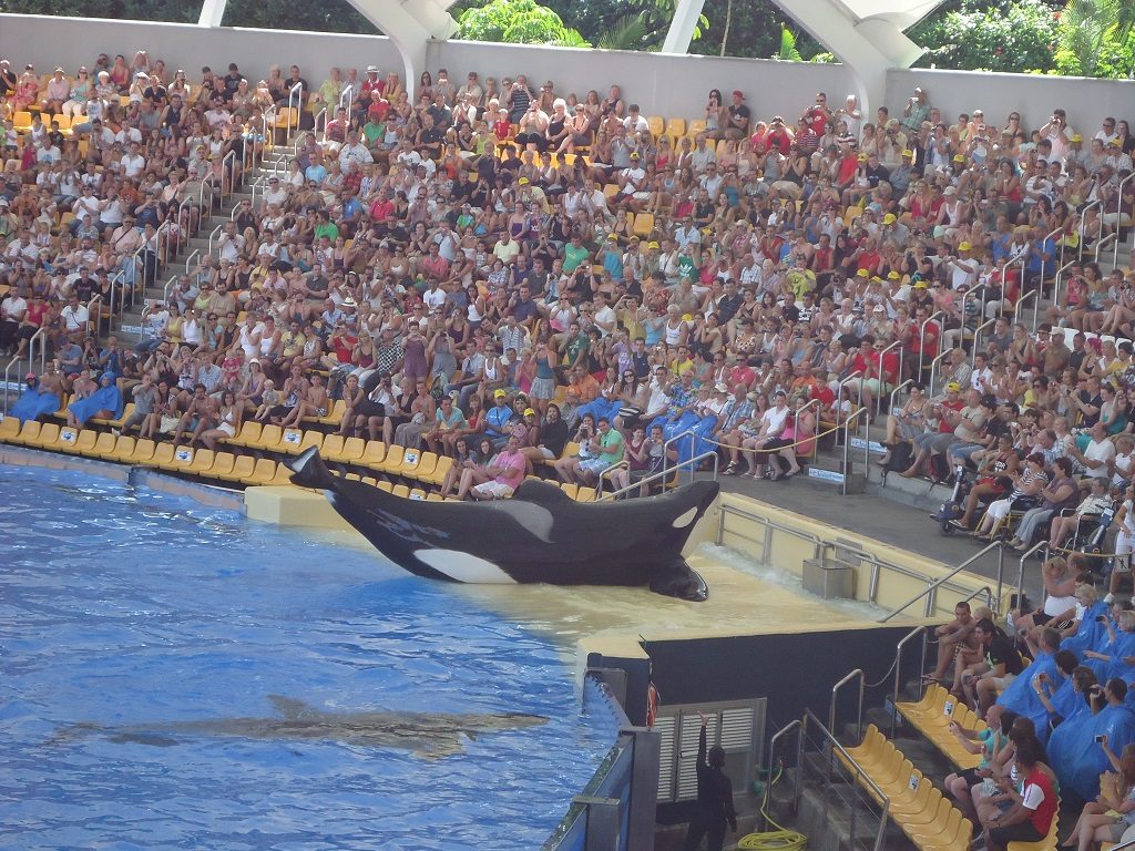 Photo: Blackfishmovie.com