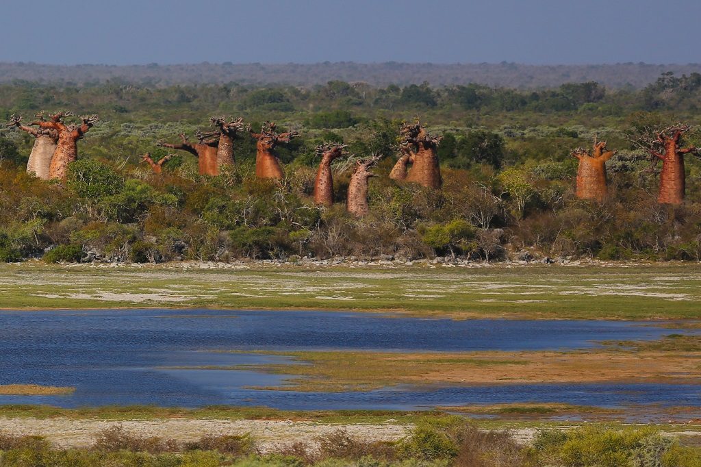 Bottle-shaped baobabs of Andavadoaka