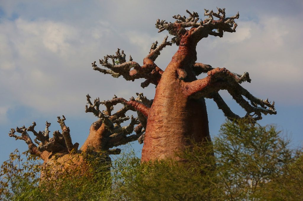 Madagascar bottle-shaped-baobabs_hd