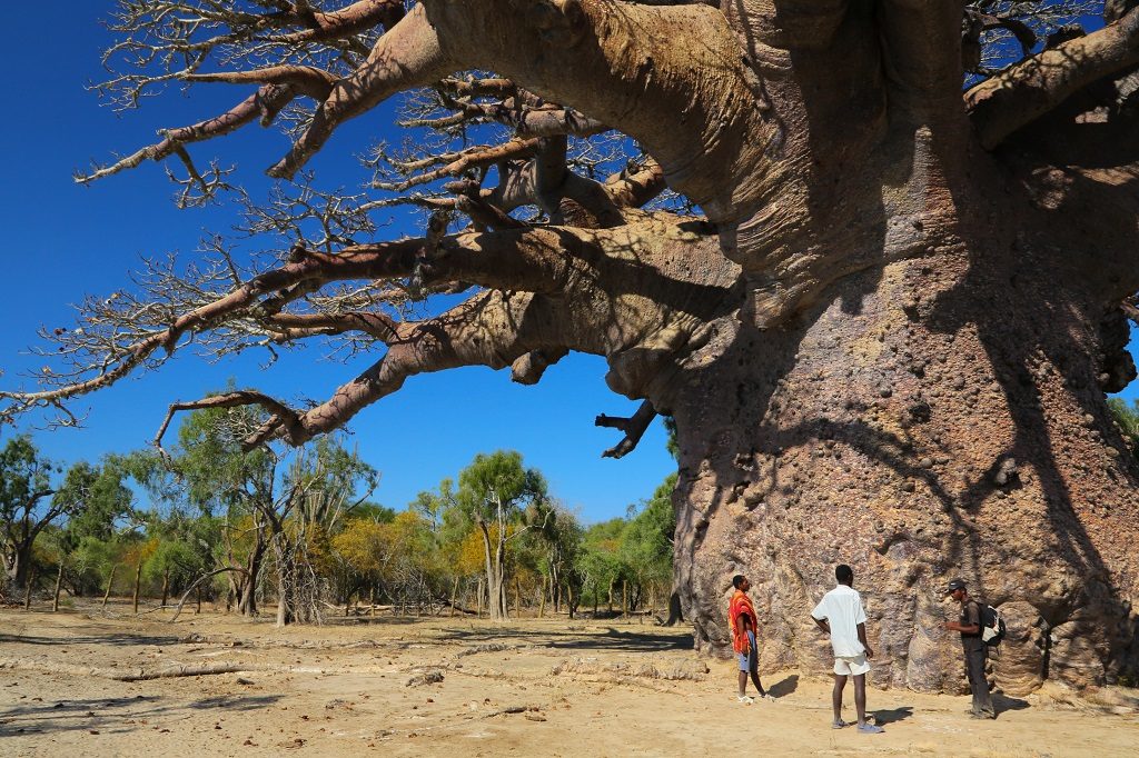 The biggest baobab known in Madagascar
