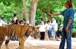 Tiger Selfies Feature - 1024 x 576