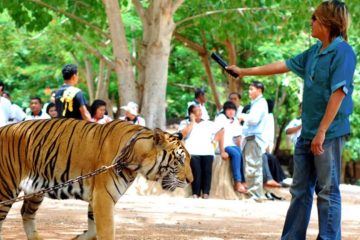 Tiger Selfies Feature - 1024 x 576