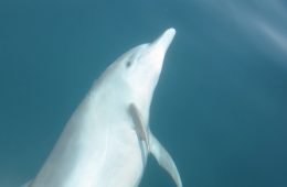 dolphins