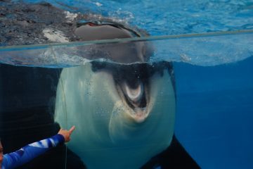Orca at seaworld