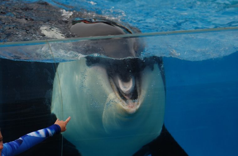 Orca at seaworld