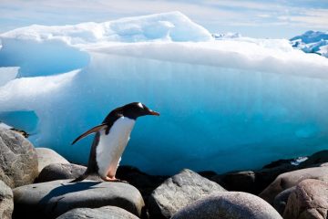 penguins antarctica places to visit before they disappear