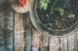 Potted plant
