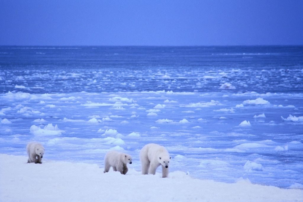 Wild-Arctic