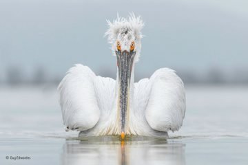 Dalmatian pelican, seen here on Lake Kerkini, Greece, is the largest species of pelican in the world. wildlife photography