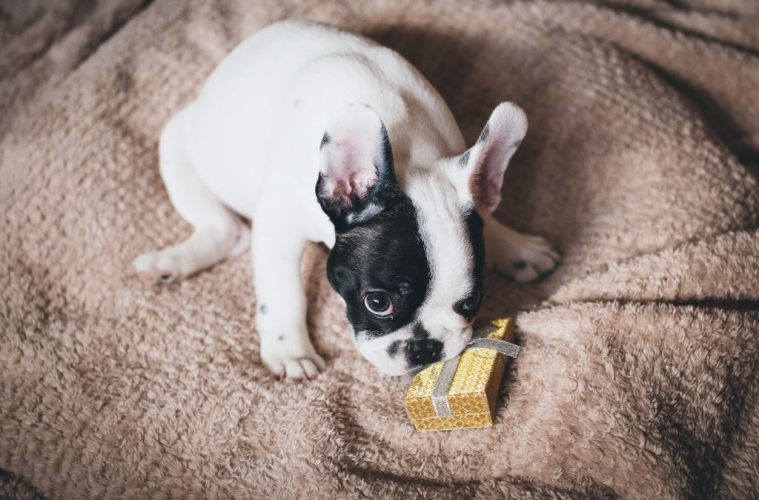 Dog with gift