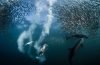 nat geo winner nature photographer of the year