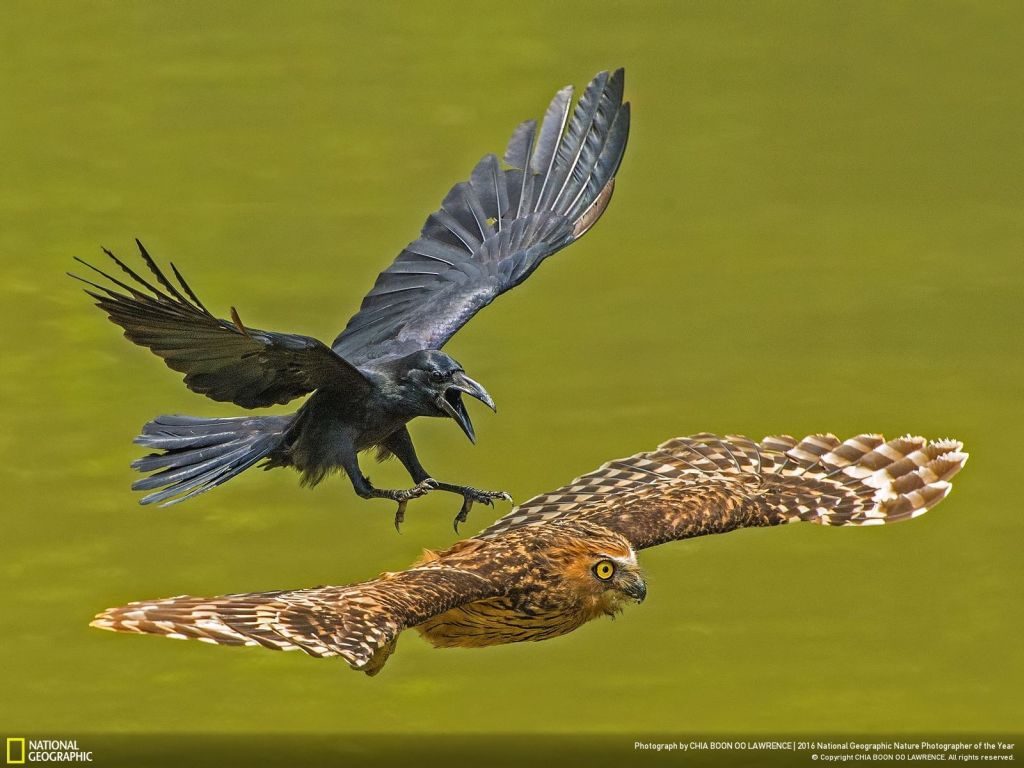 nat geo winner nature photographer of the year crow owl