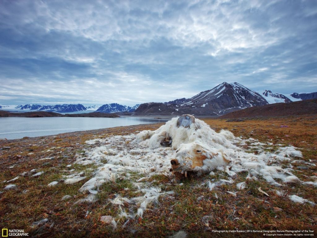 nat geo winner nature photographer of the year life and death - 1024 x 768