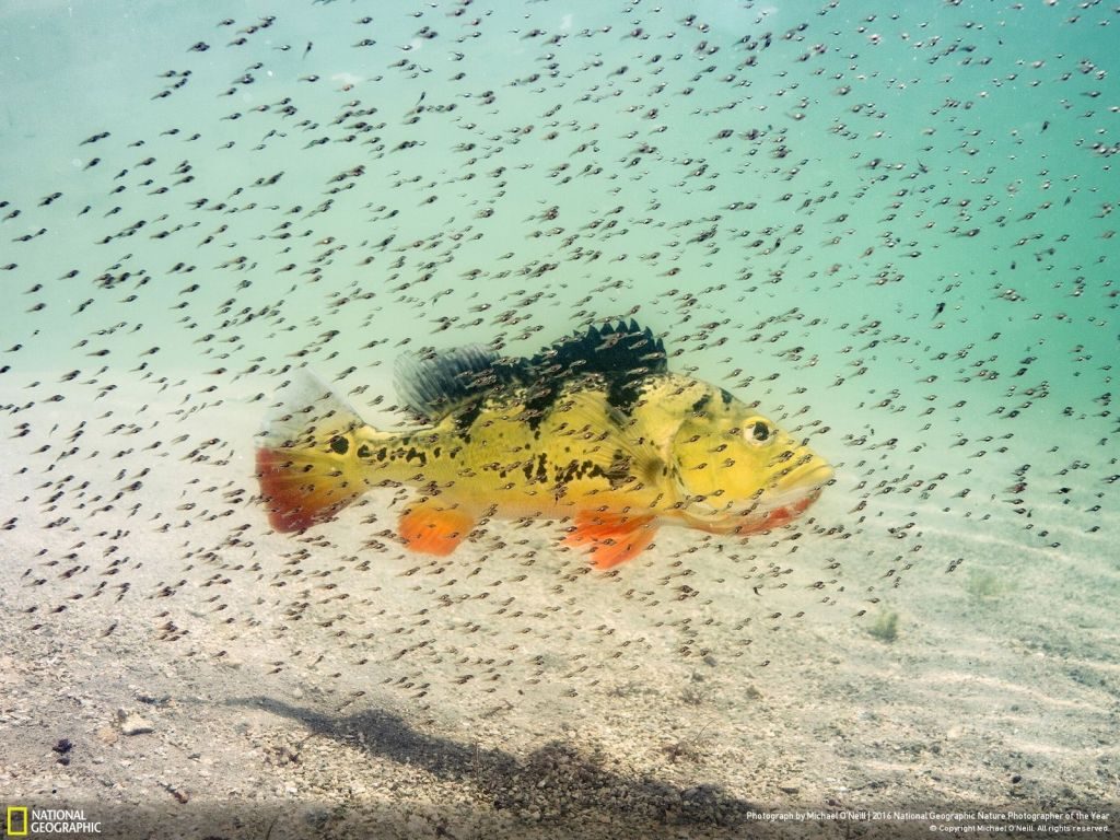 nat geo winner nature photographer of the year proud moma - 1024 x 768