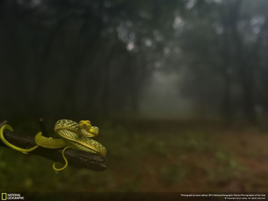 nat geo winner nature photographer of the year snake - 1024 x 768