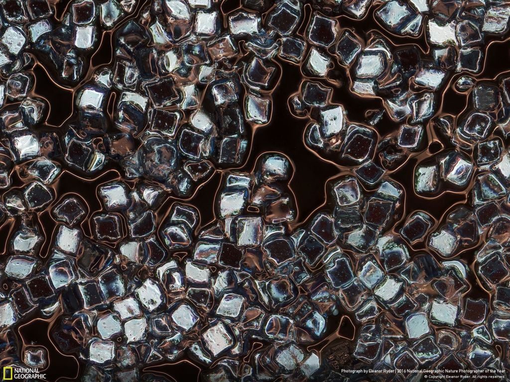 National Geographic Nature Photographer of the Year toxic vanity - 1024 x 768