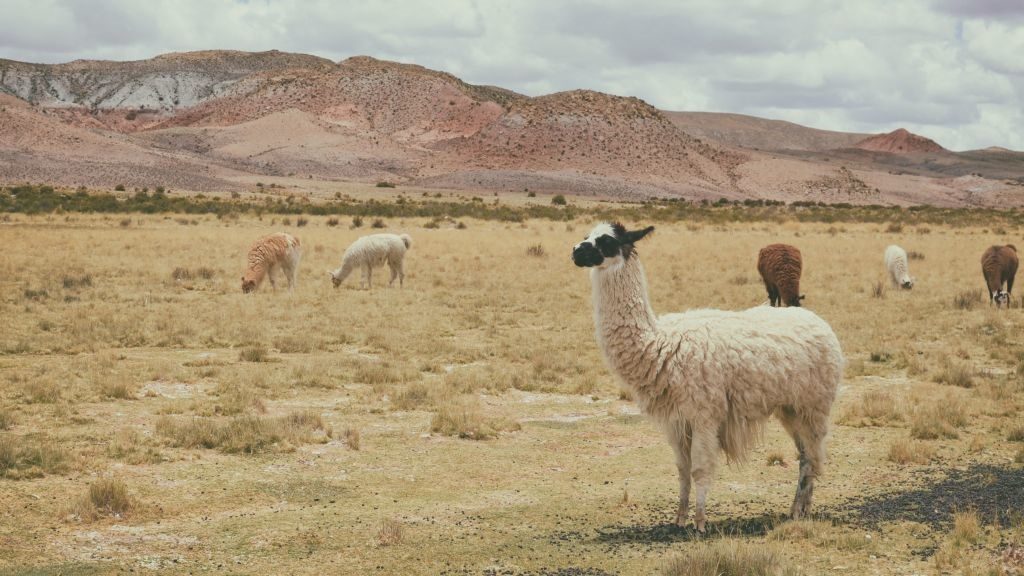 Peru alpaca-paz-arando